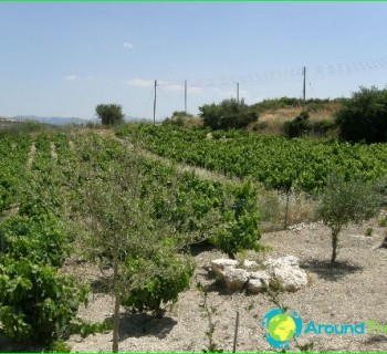 Cyprus wine-red, dry white wine, the best-of Cyprus,