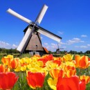 Holiday tulips in Holland - photo