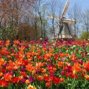 Park flowers in the Netherlands - a photo, a description of