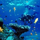 diving-in-india-place-for-diving photo