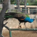 Zoo Tunis photo-price-work-hours-a-reach