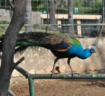 Zoo Tunis photo-price-work-hours-a-reach