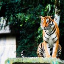 Zoo-to-Kuala Lumpur-photo-price-work-hours-a