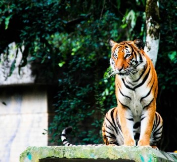 Zoo-to-Kuala Lumpur-photo-price-work-hours-a