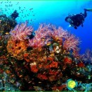 Diving on-Mauritius-place-for-diving photo