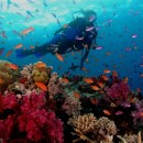 Diving on-Fijian-place-for-diving photo