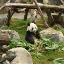 Zoo-Hong Kong-photo-price-work-hours-a