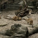 Krakow Zoo-photo-price-work-hours-a