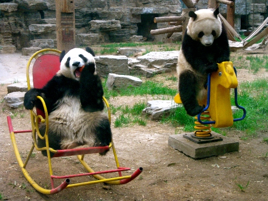 Zoo in Beijing