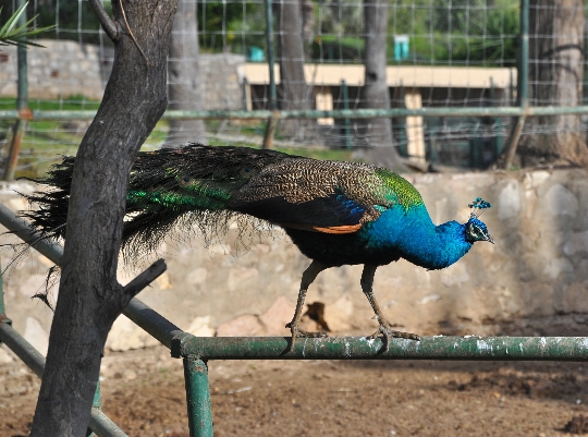 Zoo in Tunisia