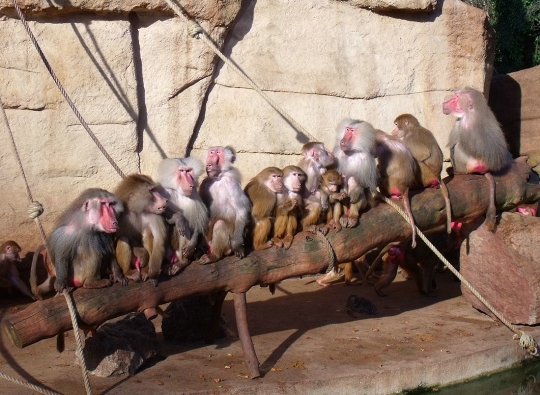 Photo: Zoo in Cologne The zoo in Cologne