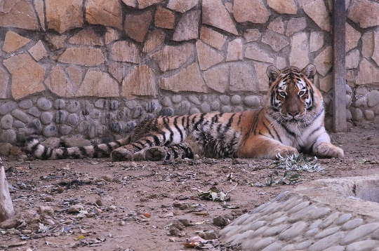 Zoo in Baku