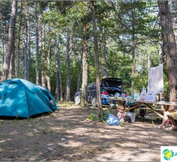 camping-raccoon-arhipo-osipovka-former-pine-paradise-best-coast
