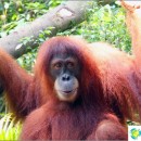 the-zoo-singapore-mandailles-have-breakfast-with-orangutan