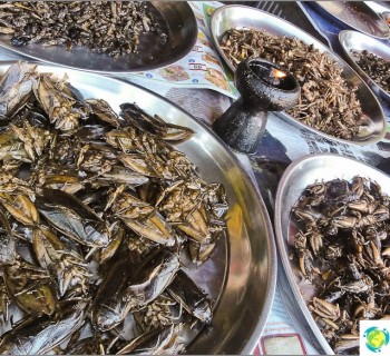 odd-dishes-or-we-grasshoppers-thailand-eating