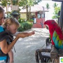 paradise-park-samui-petting-zoo-and-colored-pigeons