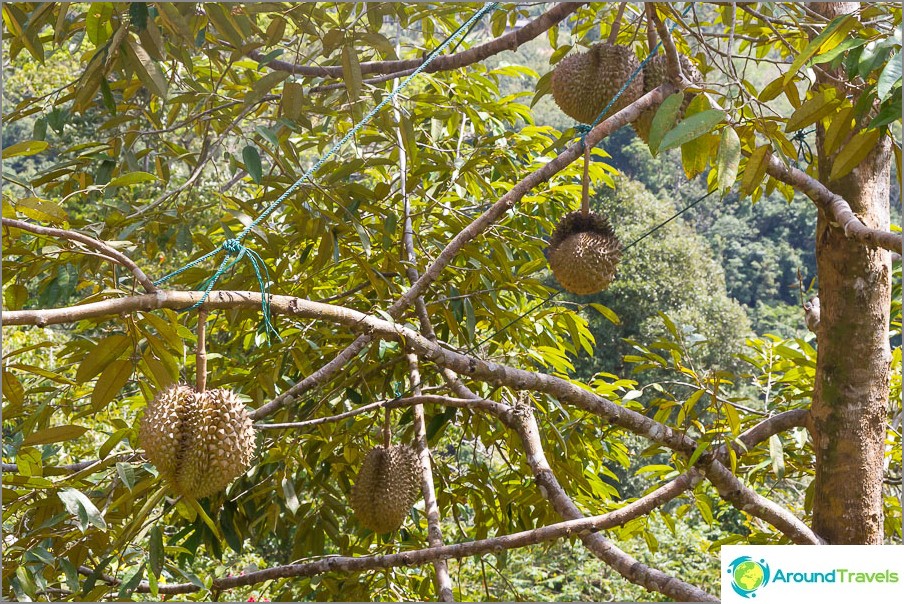 How durian grows