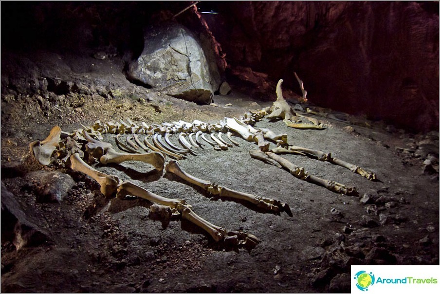 European Bison Skeleton