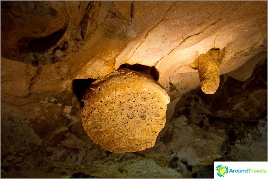 Stalactite Wasp's nest - the oldest in the cave
