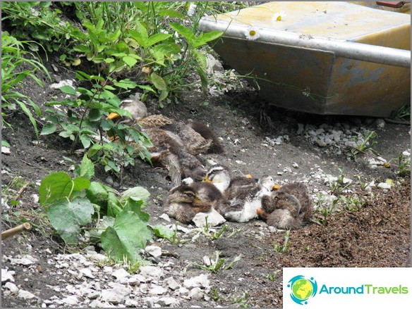 Abkhazia. Ducks on the shore of Lake Ritz.
