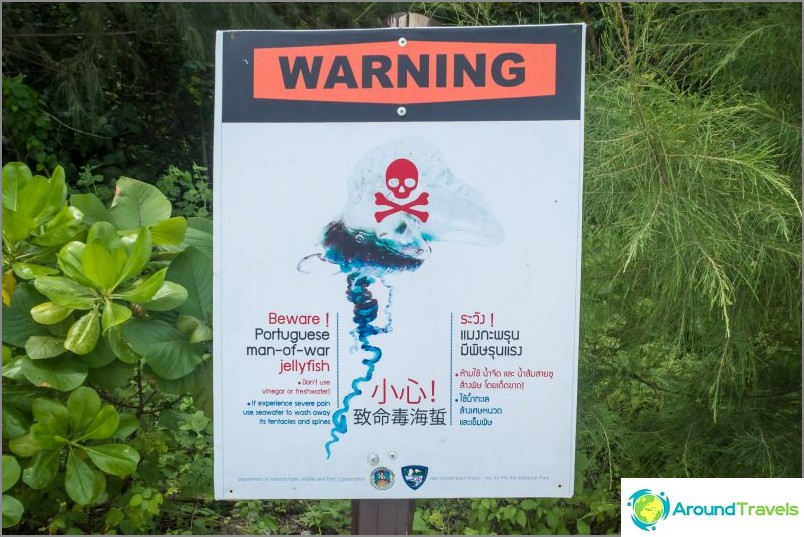 Fatal Jellyfish Warning - Portuguese Ship