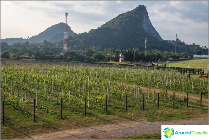 Mountain of Golden Buddha against the background of growing grapes