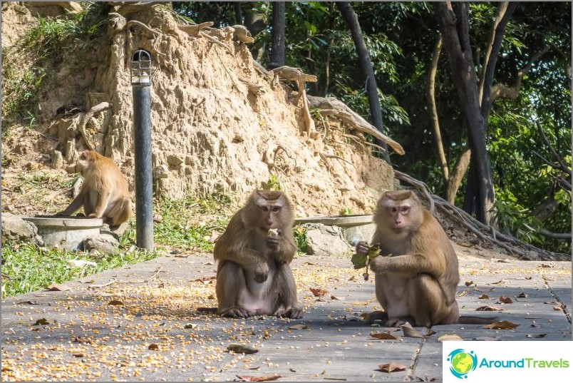 Monkey Hill in Phuket