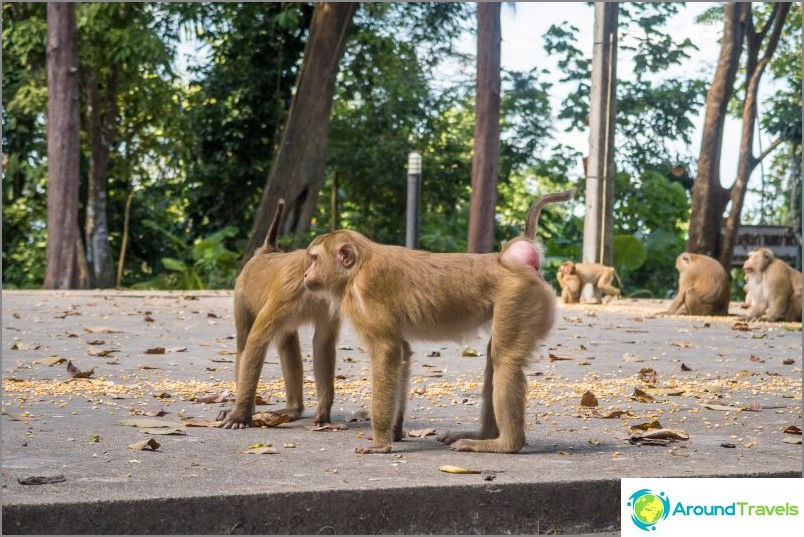 Monkeys in Phuket