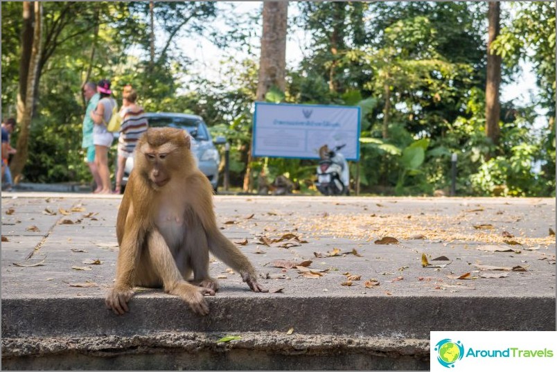 Dangerous Monkey Mountain in Phuket - Monkey Hill