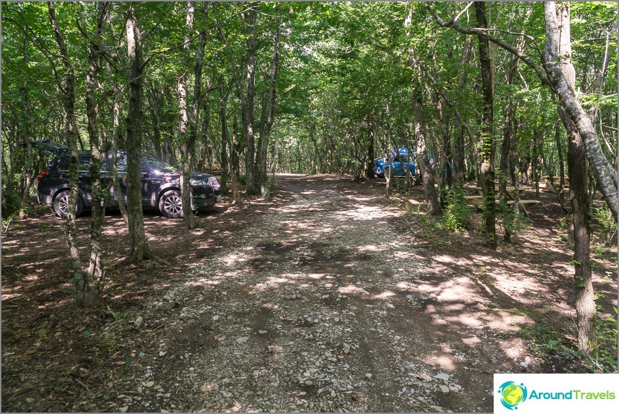 Camping Raccoon is in the deciduous forest