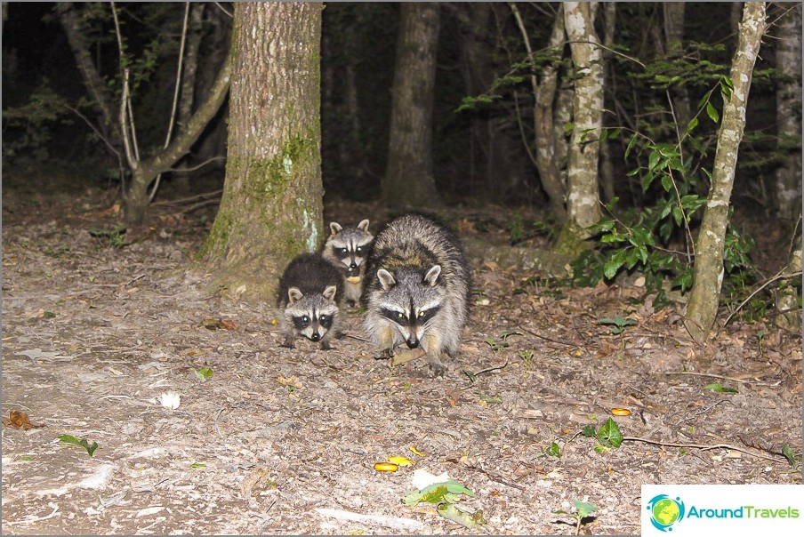 In the evenings, raccoons come to feast on the leftovers