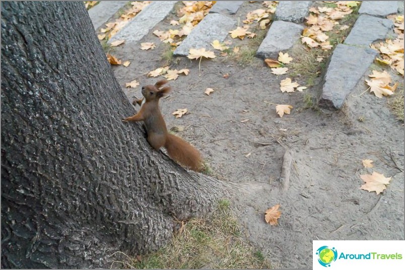 Squirrels run very fast, the shutter speed is very short