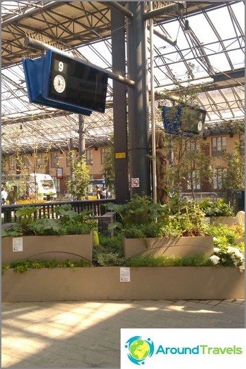 Gardens are blooming on the platform in Helsinki
