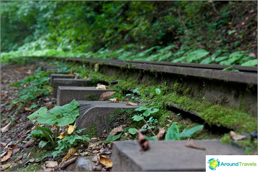 Rails and sleepers all in moss
