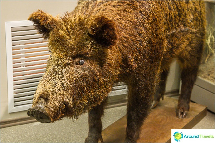 Stuffed boar in the museum
