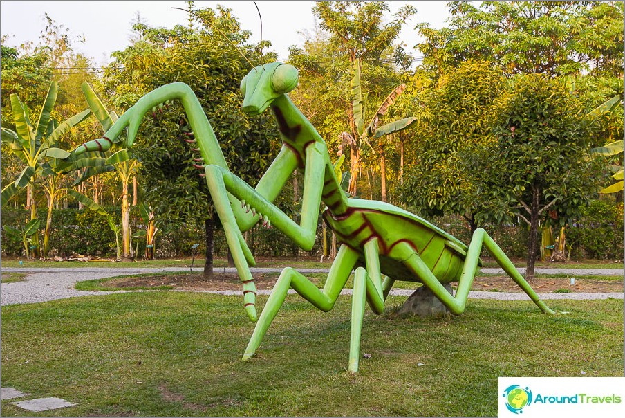 By Royal Flora roam the great praying mantis