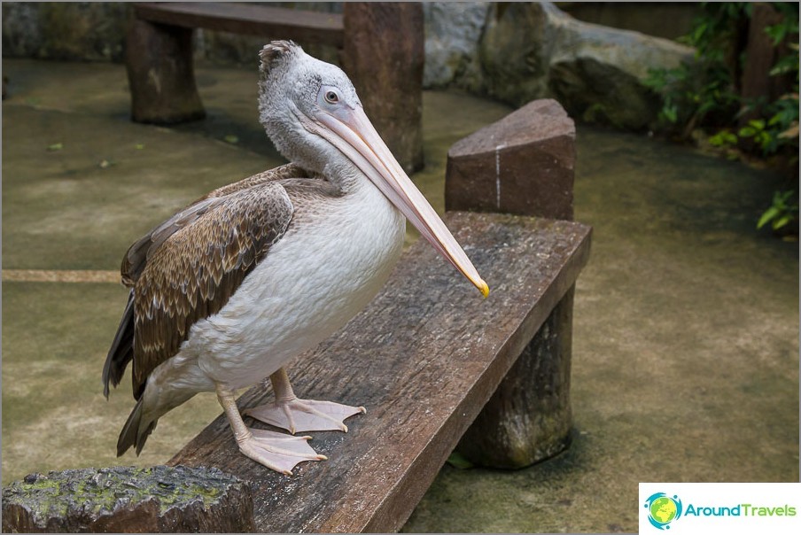 This kind of pelican