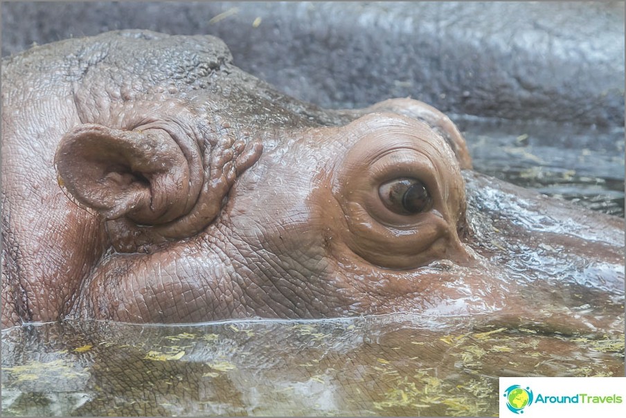 Hippo on approach through glass