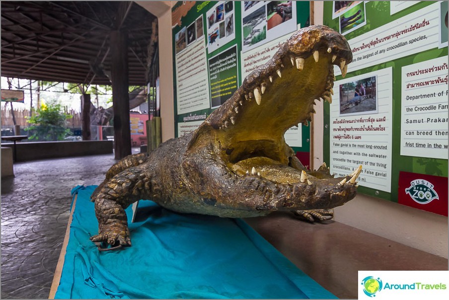 Dried crocodile