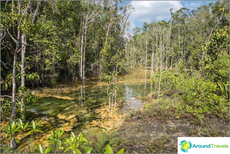 Sometimes the forest makes way, the river becomes wider