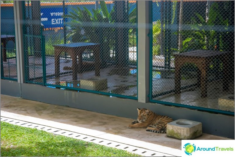 Aviary for tiger cubs
