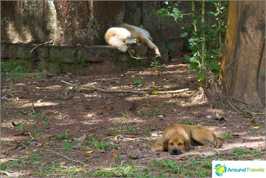 There are many dogs in Thailand, they sleep during the day, they bark at night