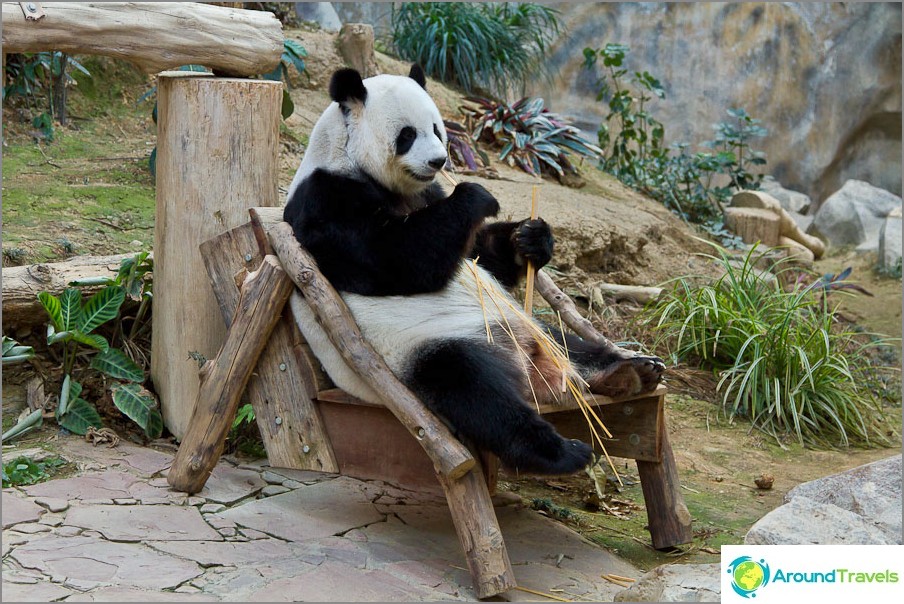 Pandas live only in zoos and do not walk the streets.