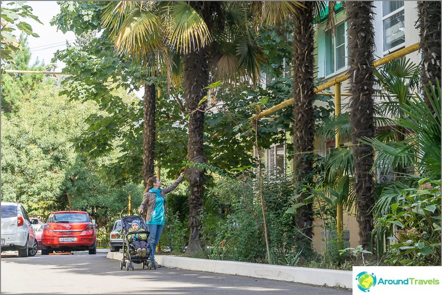 The courtyards are very narrow, but for that palm trees grow