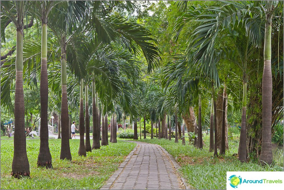 Palm Alley in Lumpini Park