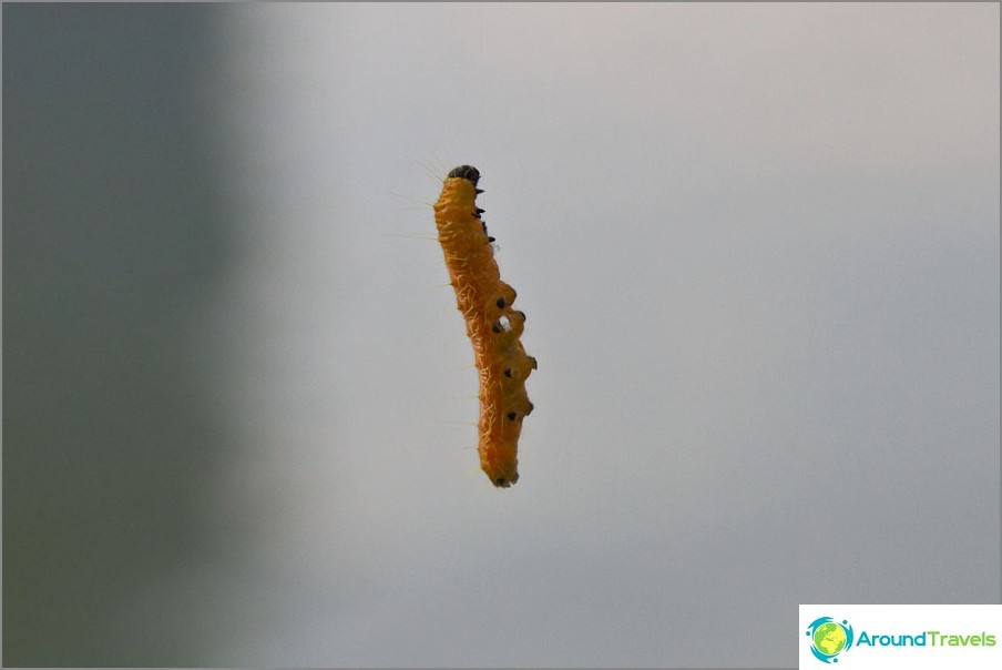 Caterpillars hover in the air