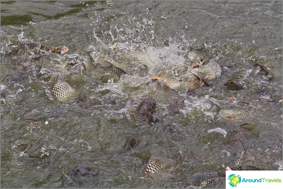 The reservoir is teeming with catfish, they can feed something