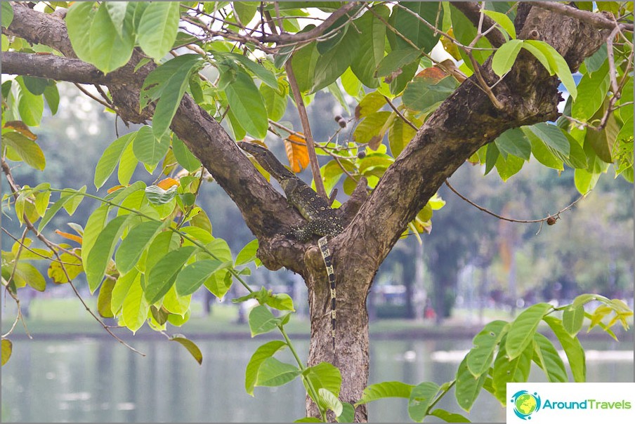 Who said that monitor lizards do not live in trees?