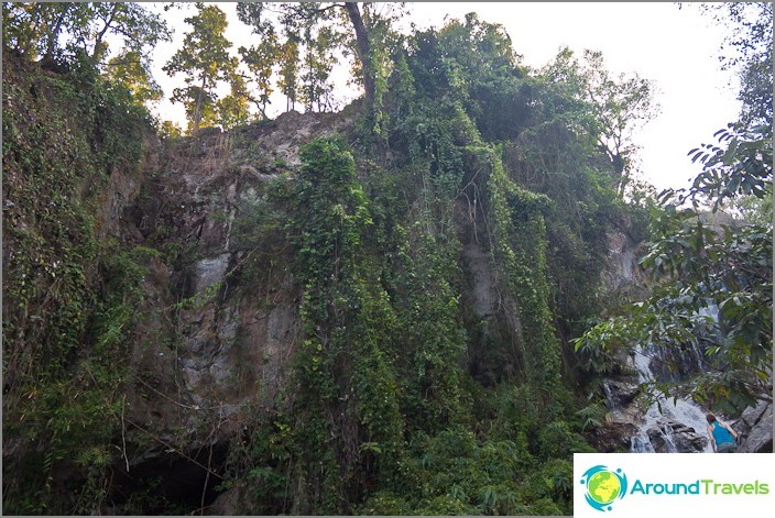 Vegetation in Doi Suthep National Park