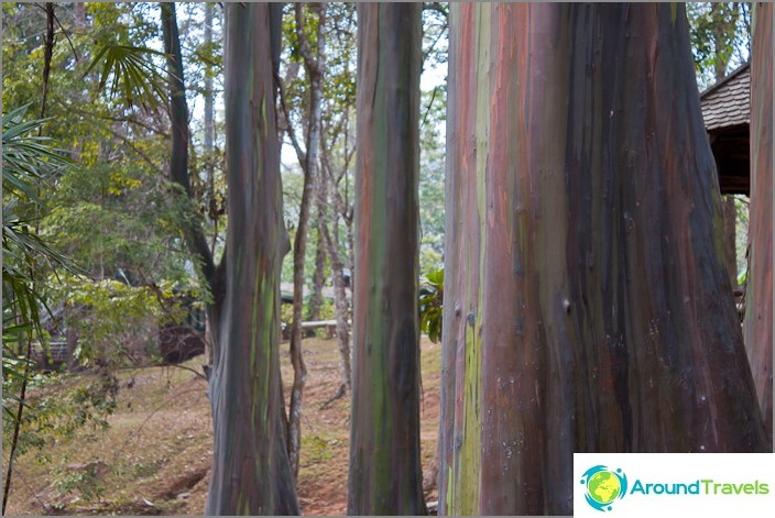 Trees as plasticine - eucalyptus